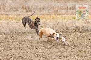 El galgo y la liebre El Robledo